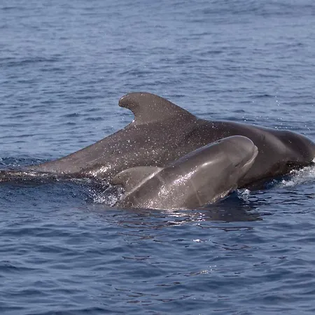 O Marinheiro 15b Апартаменты Машику